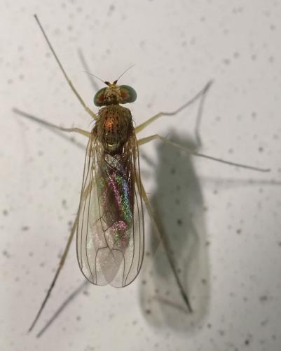 Sciapus sp.
